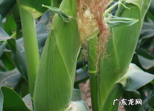 什么时候可以割掉叶子 玉米叶子割掉对玉米有什么好处
