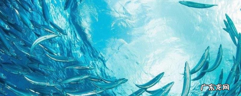 沙丁鱼是什么鱼?附沙丁鱼的产地分布