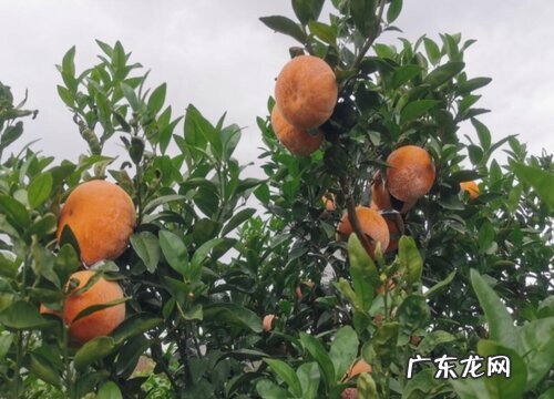 沃柑叶子干枯掉落怎么回事 沃柑叶子全掉光了是什么原因