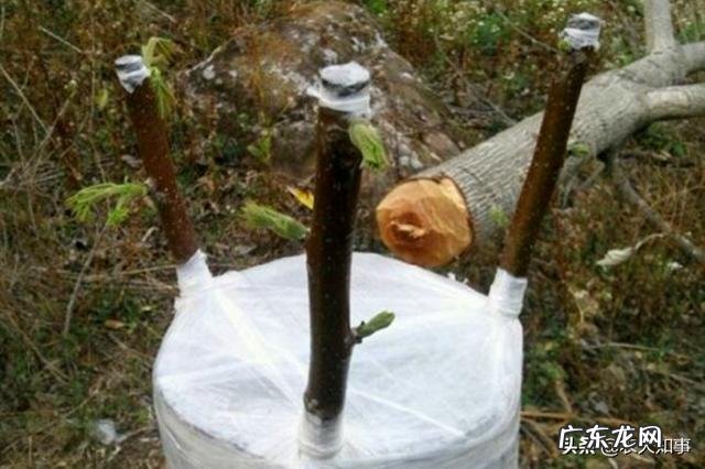 用花芽嫁接会长出枝条吗 果树嫁接用花芽还是叶芽