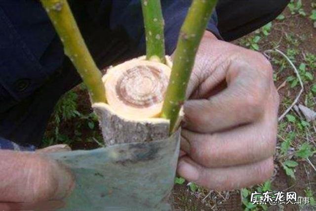 用花芽嫁接会长出枝条吗 果树嫁接用花芽还是叶芽