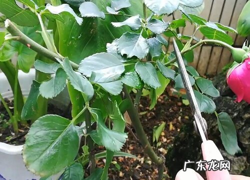刚移盆月季缓苗快速生长 刚服盆成功月季小苗怎么管理
