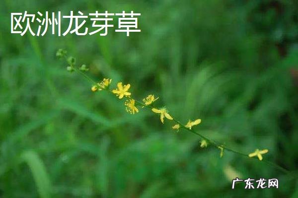 仙鹤草种类大全，不同种类的分布地区、外形特征和花果期不同