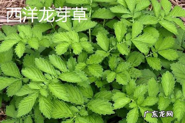 仙鹤草种类大全，不同种类的分布地区、外形特征和花果期不同