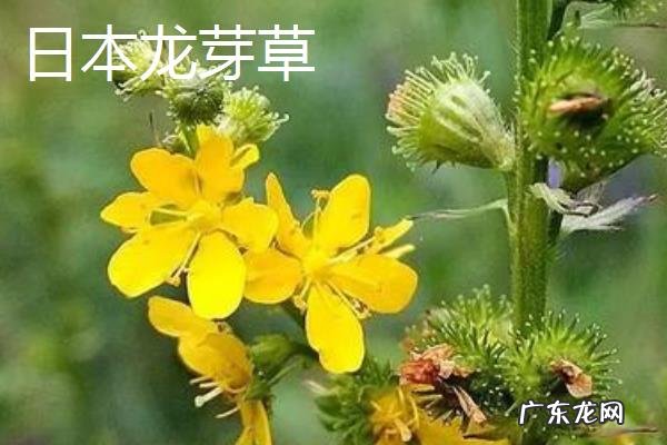 仙鹤草种类大全，不同种类的分布地区、外形特征和花果期不同