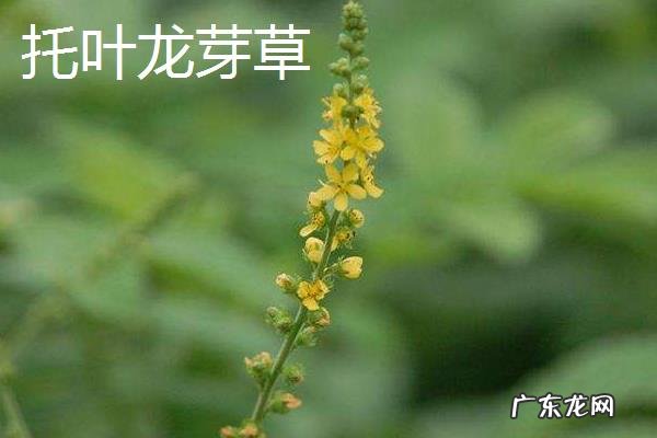 仙鹤草种类大全，不同种类的分布地区、外形特征和花果期不同