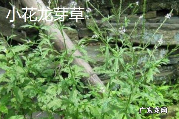 仙鹤草种类大全，不同种类的分布地区、外形特征和花果期不同