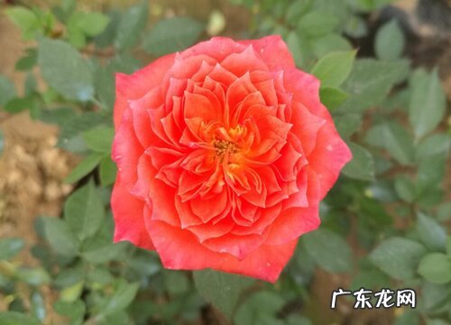 月季适合施什么肥料长得好 月季花可以用磷酸二氢钾肥吗