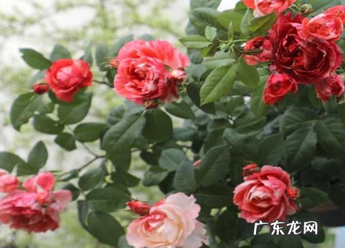 月季适合施什么肥料长得好 月季花可以用磷酸二氢钾肥吗