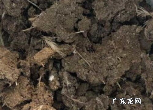 月季适合施什么肥料长得好 月季花可以用磷酸二氢钾肥吗