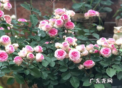 月季适合施什么肥料长得好 月季花可以用磷酸二氢钾肥吗