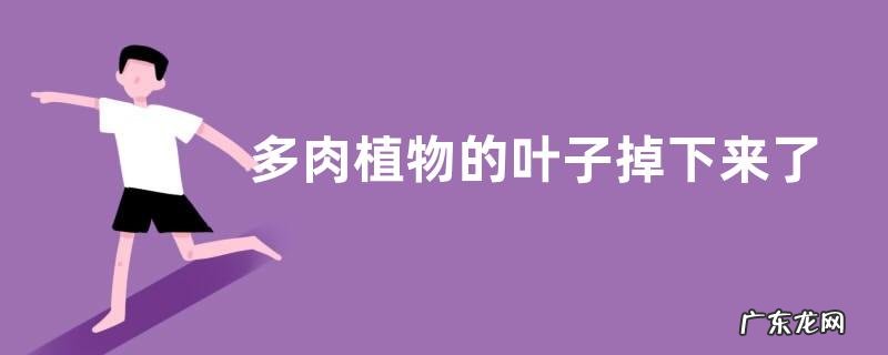 多肉养着为什么掉叶子 多肉植物的叶子掉下来了该怎么养