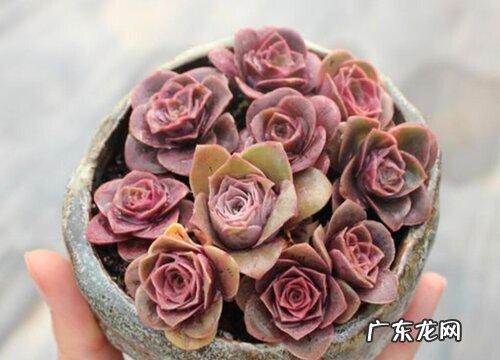多肉养着为什么掉叶子 多肉植物的叶子掉下来了该怎么养