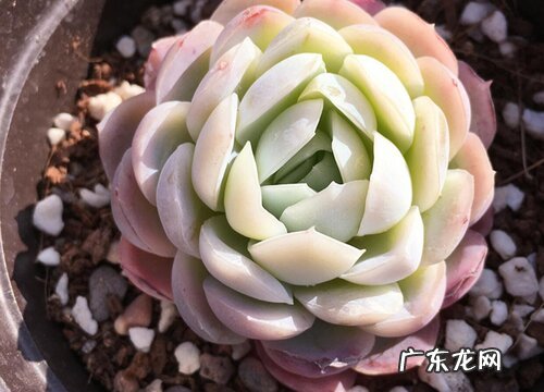 多肉养着为什么掉叶子 多肉植物的叶子掉下来了该怎么养