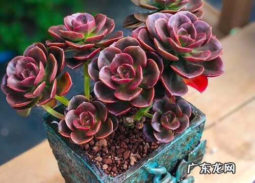 多肉养着为什么掉叶子 多肉植物的叶子掉下来了该怎么养