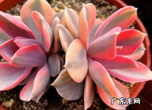 多肉养着为什么掉叶子 多肉植物的叶子掉下来了该怎么养