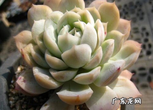 多肉养着为什么掉叶子 多肉植物的叶子掉下来了该怎么养