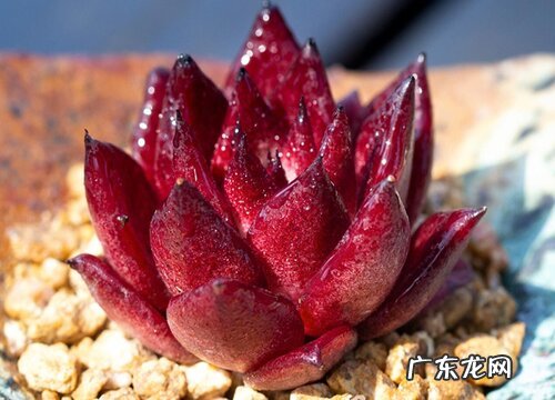 多肉养着为什么掉叶子 多肉植物的叶子掉下来了该怎么养