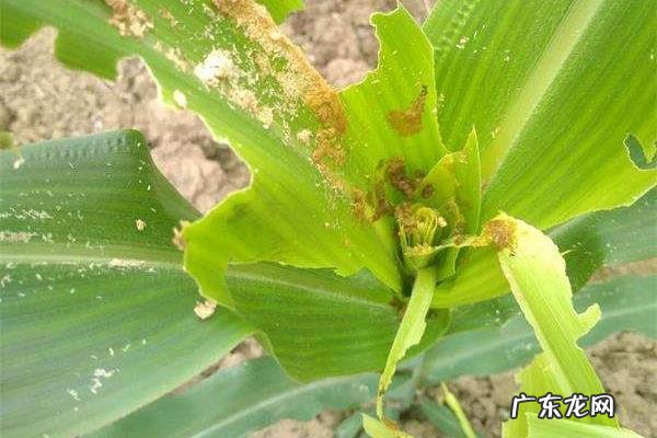 草地贪夜蛾防治方法,为什么蔓延的快