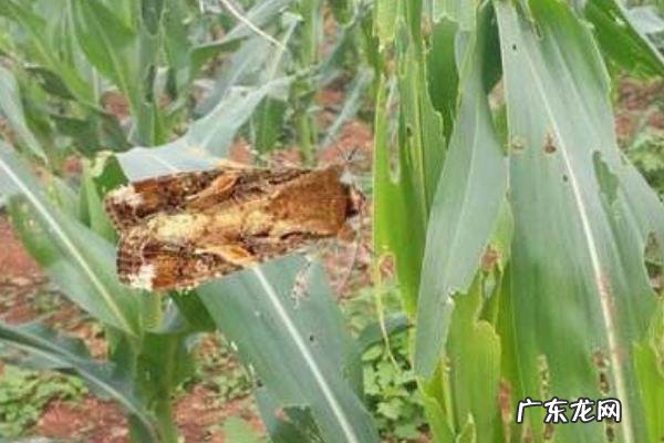 草地贪夜蛾防治方法,为什么蔓延的快