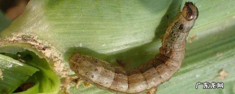 草地贪夜蛾防治方法,为什么蔓延的快