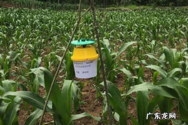 草地贪夜蛾防治方法,为什么蔓延的快