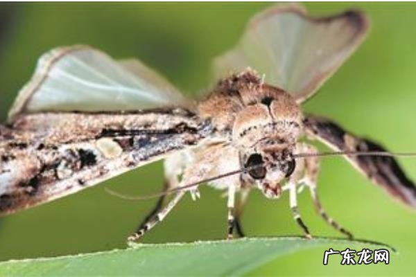 草地贪夜蛾防治方法,为什么蔓延的快