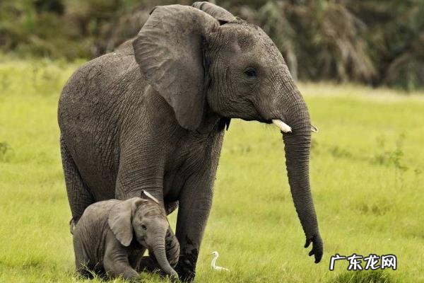 大象的特点和外形描述