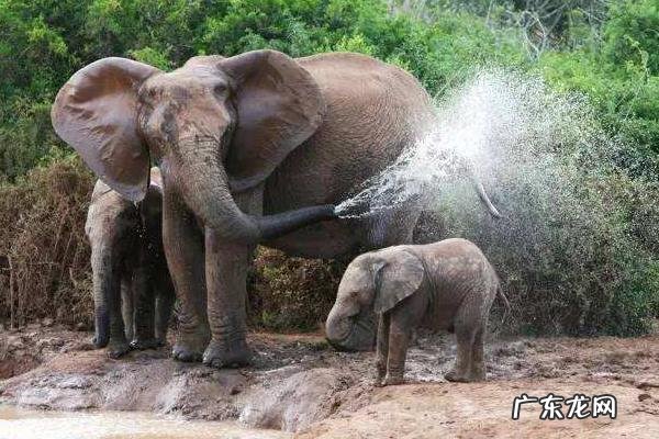 大象的特点和外形描述