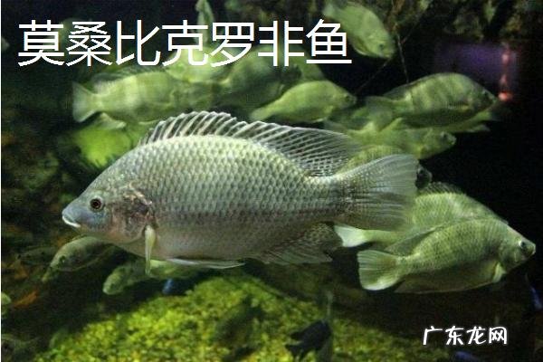 罗非鱼品种介绍