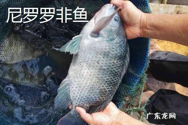 罗非鱼品种介绍