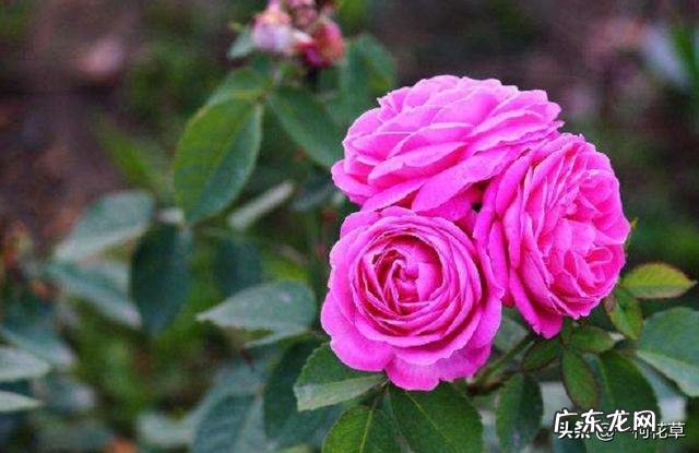 月季新发嫩芽发黑怎么回事 月季新芽枯萎枝干发黑怎么办