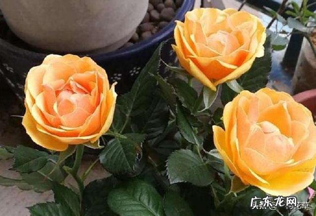 月季新发嫩芽发黑怎么回事 月季新芽枯萎枝干发黑怎么办