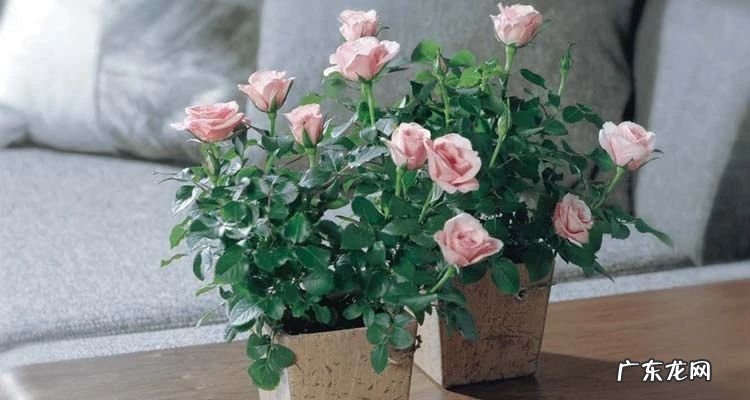网购月季回来换盆打理注意事项 夏天新买的月季如何养护