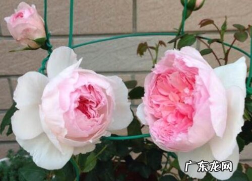 网购月季回来换盆打理注意事项 夏天新买的月季如何养护