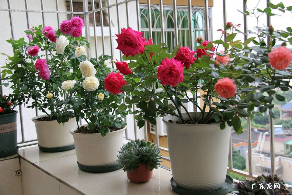 网购月季回来换盆打理注意事项 夏天新买的月季如何养护