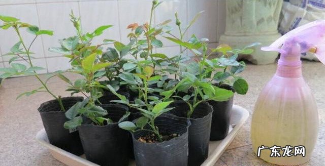 网购月季回来换盆打理注意事项 夏天新买的月季如何养护