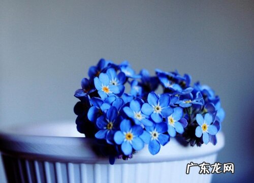 勿忘我怎么养殖方法