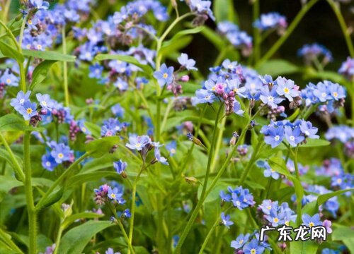 勿忘我怎么养殖方法