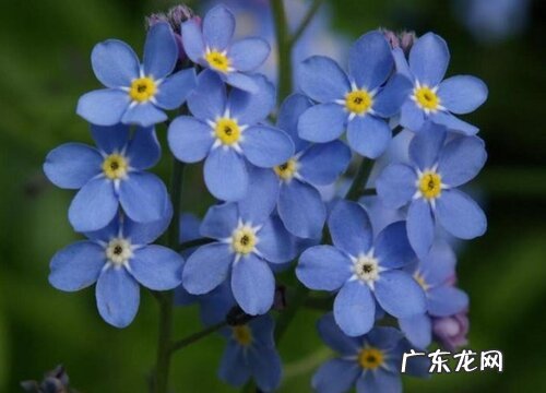 勿忘我怎么养殖方法