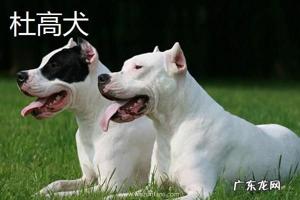斗狗品种大全，分别介绍比特犬、土佐犬和杜高犬