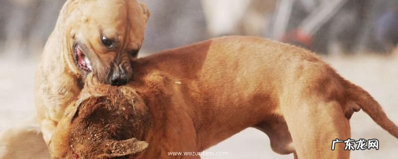 斗狗品种大全，分别介绍比特犬、土佐犬和杜高犬