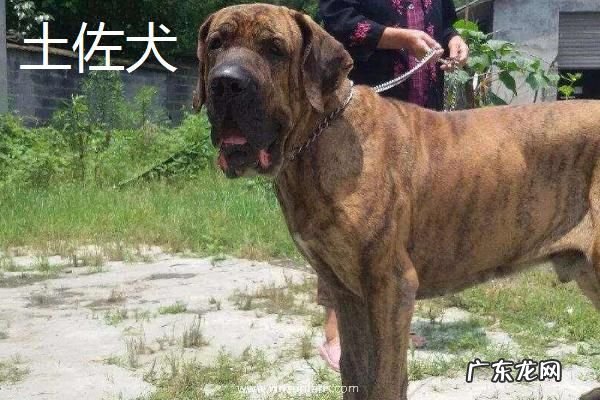斗狗品种大全，分别介绍比特犬、土佐犬和杜高犬