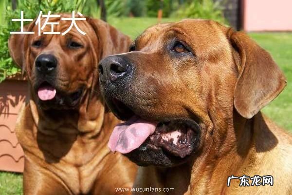 斗狗品种大全，分别介绍比特犬、土佐犬和杜高犬