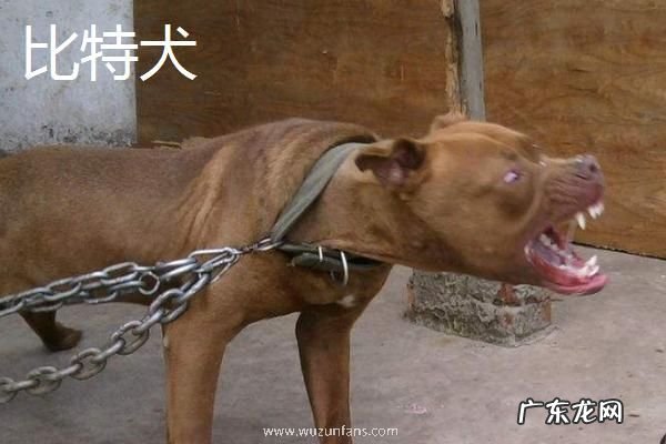 斗狗品种大全，分别介绍比特犬、土佐犬和杜高犬