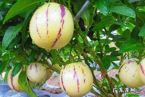 人参果是什么水果,什么环境适合它生长