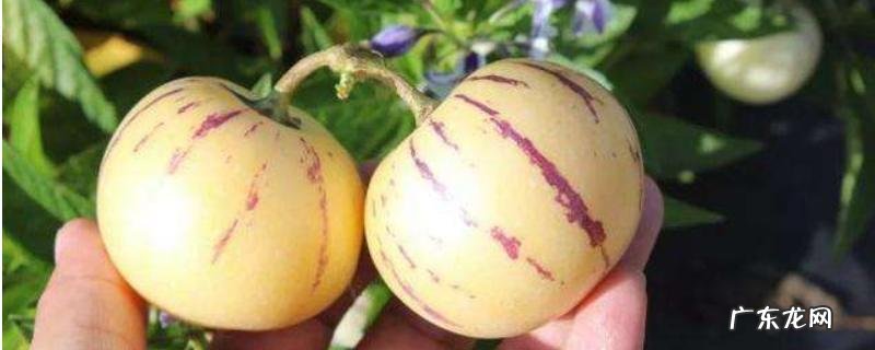 人参果是什么水果,什么环境适合它生长