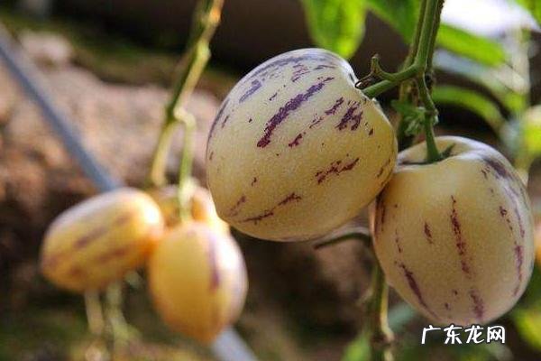 人参果是什么水果,什么环境适合它生长