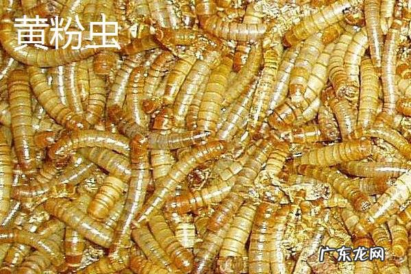 黑粉虫和黄粉虫的区别，幼虫、成虫、分布和生性都不同