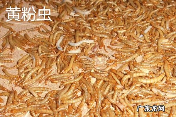 黑粉虫和黄粉虫的区别，幼虫、成虫、分布和生性都不同